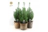 Picea pinea silver crest in rieten mand