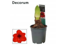 Hippeastrum Hippeastrum Royal Red 2 knop Extra OP (Decorum) 2 tak/plnt