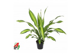 Dracaena fragr. charley