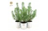 Pinus pinea silver crest in zink old-look