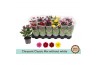 Chrysanthemum ind. mix Chrysant Classic Mix - Without White