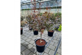 Acer palmatum bloodgood