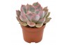 Echeveria summer