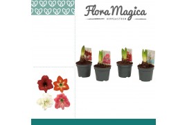 Hippeastrum kolibri mix 1 knop