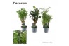 Polyscias mix (2-3 soorten) decorum