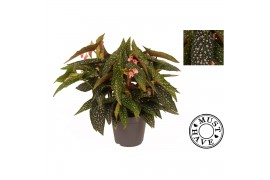 Begonia maculata double dot must have