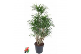 Dracaena reflexa anita Variegata vertakt