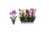 Phalaenopsis mix 5 tak - 30+ bloemen