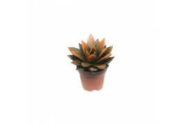 Echeveria miranda bicoloured black/orange