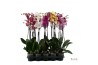 Phalaenopsis mix 2 tak, 16+ bloem - 75/80cm