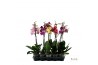 Phalaenopsis mix Donkere mix - 1 tak, 9+ bloem - 55/60cm