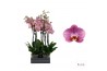 Phalaenopsis Honey Peach - 2 tak, 14+ bloem -  55/60cm