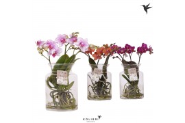 Phalaenopsis mix Kolibri Orchids Roots mix in glas stolp