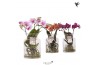 Phalaenopsis mix Kolibri Orchids Roots mix in glas stolp