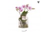 Phalaenopsis roze Kolibri Orchids Roots pink in glas stolp