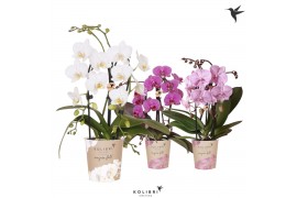 Phalaenopsis elegant cascade 2 tak niagara fall mix kolibri orchids