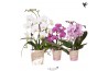 Phalaenopsis elegant cascade 2 tak niagara fall mix kolibri orchids