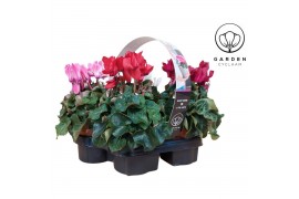 Cyclamen pers. super serie compact Cyclamen Garden 4 pack 22 cm diamet