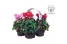 Cyclamen pers. super serie compact Cyclamen Garden 4 pack 22 cm diamet