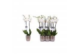 Phalaenopsis white world 2 tak - 16+ bloemen champagne keramiek