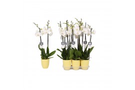 Phalaenopsis white world 2 tak - 14+ bloemen geel keramiek