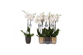 Phalaenopsis white world 2 tak - 14+ bloemen mix keramiek