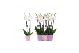 Phalaenopsis white world 2 tak - 16+ bloemen mix keramiek