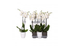 Phalaenopsis white world 2 tak - 14+ bloemen mix keramiek