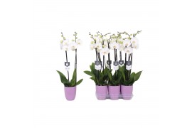 Phalaenopsis white world 2 tak - 16+ bloemen lila keramiek