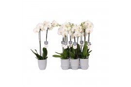 Phalaenopsis white world 2 tak - 14+ bloemen grijs keramiek