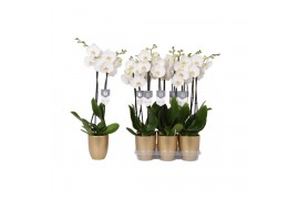 Phalaenopsis white world 2 tak - 14+ bloemen goud keramiek