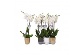 Phalaenopsis white world 2 tak - 14+ bloemen mix keramiek