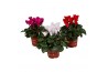 Cyclamen pers. super serie carino mixtray kleinbloemig