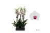 Phalaenopsis wit red lips Scarlion - 2 tak, 18+ bloem - 75/80cm