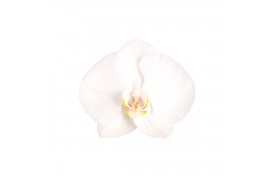 Phalaenopsis white world 2 tak - 14+ bloemen mix keramiek