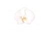 Phalaenopsis white world 2 tak - 14+ bloemen mix keramiek