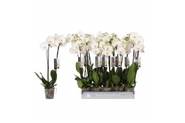 Phalaenopsis white world 2 tak - 16+ bloemen