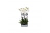 Phalaenopsis white world 2 tak - 18+ bloemen