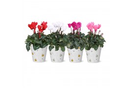 Cyclamen pers. midi super serie allure Collectie "Nature Love" - Cycla