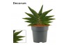 Sansevieria Stylish fan (Decorum)