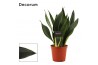 Sansevieria trifasciata black diamond decorum