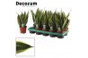 Sansevieria trifasciata canary decorum