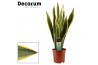 Sansevieria trifasciata laurentii decorum