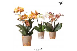 Phalaenopsis mix Kolibri Orchids Phalaenopsis Jewel mix 3spike 24 bl. 