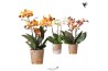 Phalaenopsis mix Kolibri Orchids Phalaenopsis Jewel mix 3spike 24 bl. 