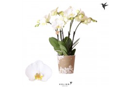 Phalaenopsis jewel ghent kolibri orchids 4 tak