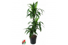 Dracaena fragr. hawaiian sunshine 60-30-15