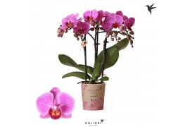 Phalaenopsis multiflora paars 3 tak hamburg kolibri orchids