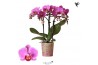 Phalaenopsis multiflora paars 3 tak hamburg kolibri orchids