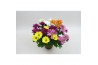 Chrysanthemum ind. mix rock&roll gemengd in pot